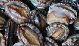 鲍鱼视频,探寻海洋珍馐背后的故事与魅力