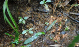 国产精品 草,草生科技，引领绿色生活新风尚